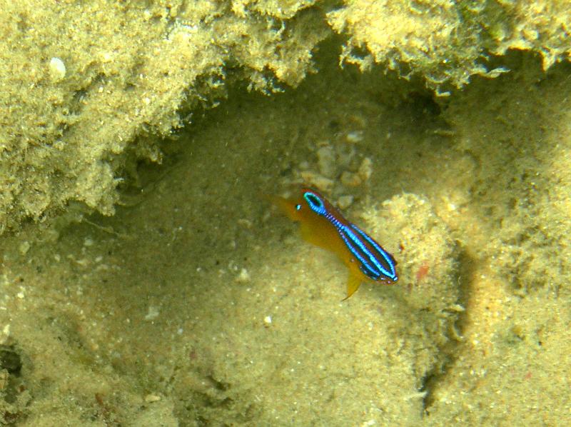 SAFAGA 07  2008 031.jpg